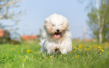 Coton De Tulear Dog Run In Spring Meadow