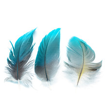 Bird Feathers Ioslated