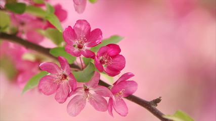 Wall Mural - Pink apple flower