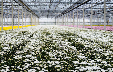 Sticker - Glasshouse of a cut flower nursery with blooming chrysanthemums