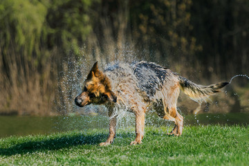 Plakat niemiecki wilczur otrząsa się z wody