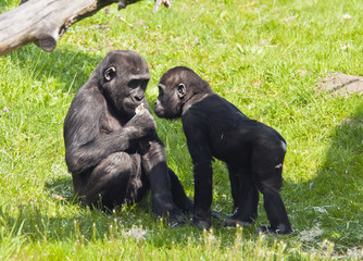 Two young gorillas