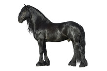 Friesian Black Horse Isolated On The White