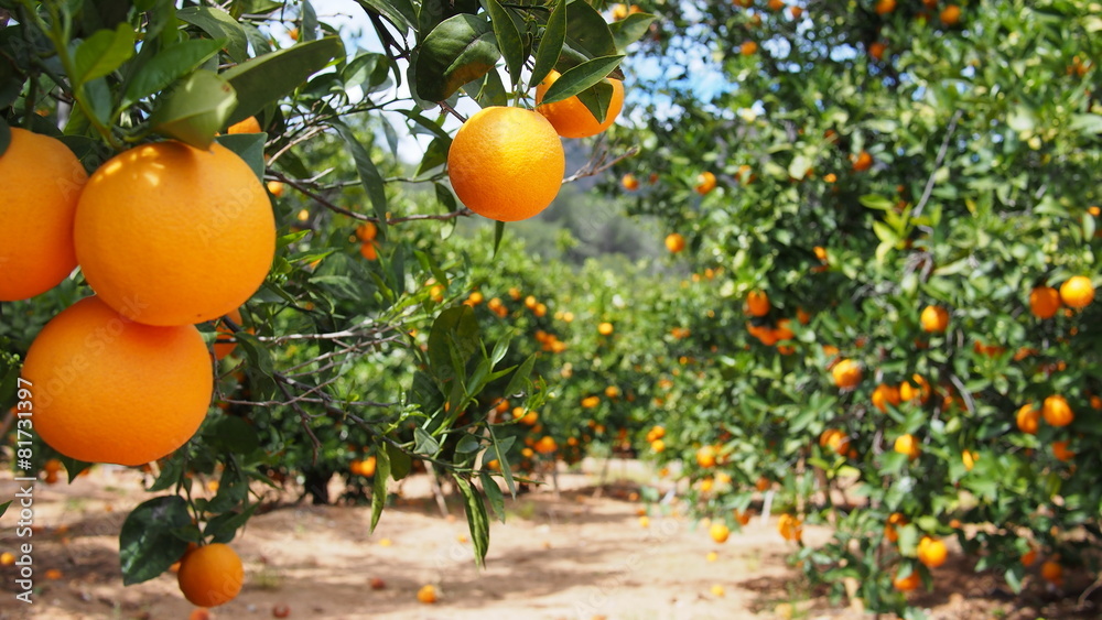 Bloomy orange garden in Valencia - obrazy, fototapety, plakaty 