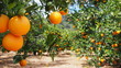 Leinwandbild Motiv Bloomy orange garden in Valencia