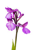 Fototapeta Lawenda - Wild Orchid hybrid isolated - Anacamptis x gennarii