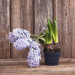 Growing hyacinth flower in flowerpot on wooden background