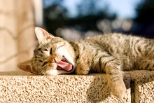 Brown Tabby Kitten Lying On The Wall, Sunbathing And Yawning.