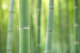 Fototapeta Sypialnia - しなやかな竹林.