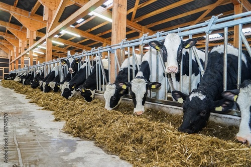Fotografie, Obraz Moderner Rindviehstall, Holstein-Friesian Rinder beim fressen