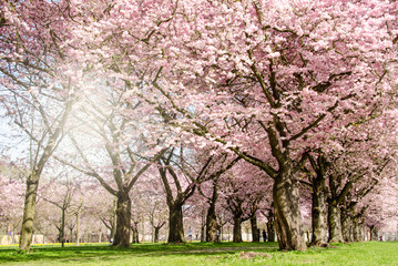 Fotomurales - Frühlingserwachen: Japanische Kirschblüten im Park :)