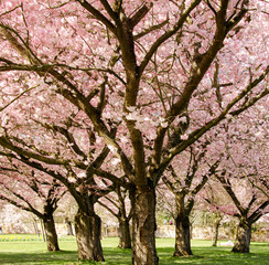 Fotomurales - Frühlingserwachen: Japanische Kirschblüten :)