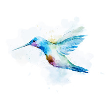 Watercolor Colibri Bird