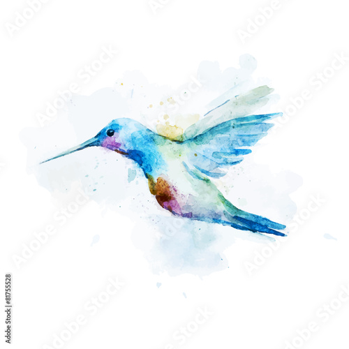 Watercolor colibri bird