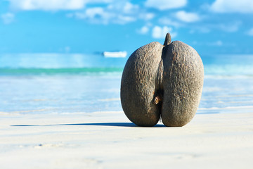 Sticker - Sea's coconuts (coco de mer) on beach at Seychelles