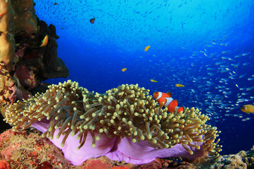 Wall Mural - Anemone and clownfish in coral reef