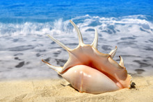 Conch Shell On Beach
