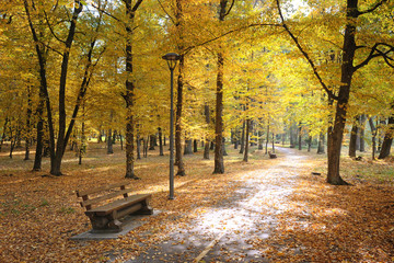 Wall Mural - autumn park and fallen leaves