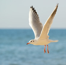 Seagull In Flight Against The Blue Sky