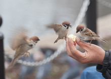 Tree Sparrow Bird Eating  Bread From Hand