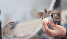 Tree Sparrow Bird Eating  Bread From Hand