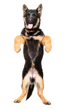 German Shepherd Puppy Standing On His Hind Legs