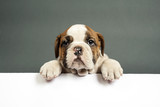 Fototapeta  - English  bulldog puppy.