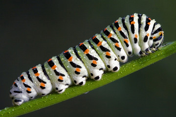 caterpillar of a Papilionidae