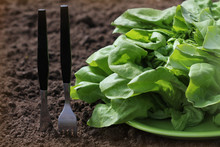 Fork And Knife In Soil And Lettuce On Plate