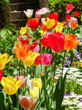 Fototapeta Tulipany - colorful garden
