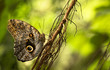 Owl Butterfly in the green