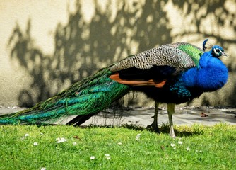 Obraz na płótnie ptak indyjski ładny park wzór
