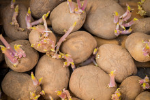 Sprouting Organic Potatoes Ready For Planting