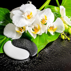 spa concept of white orchid flower, phalaenopsis, green leaf wit