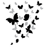 Fototapeta  - butterflies design