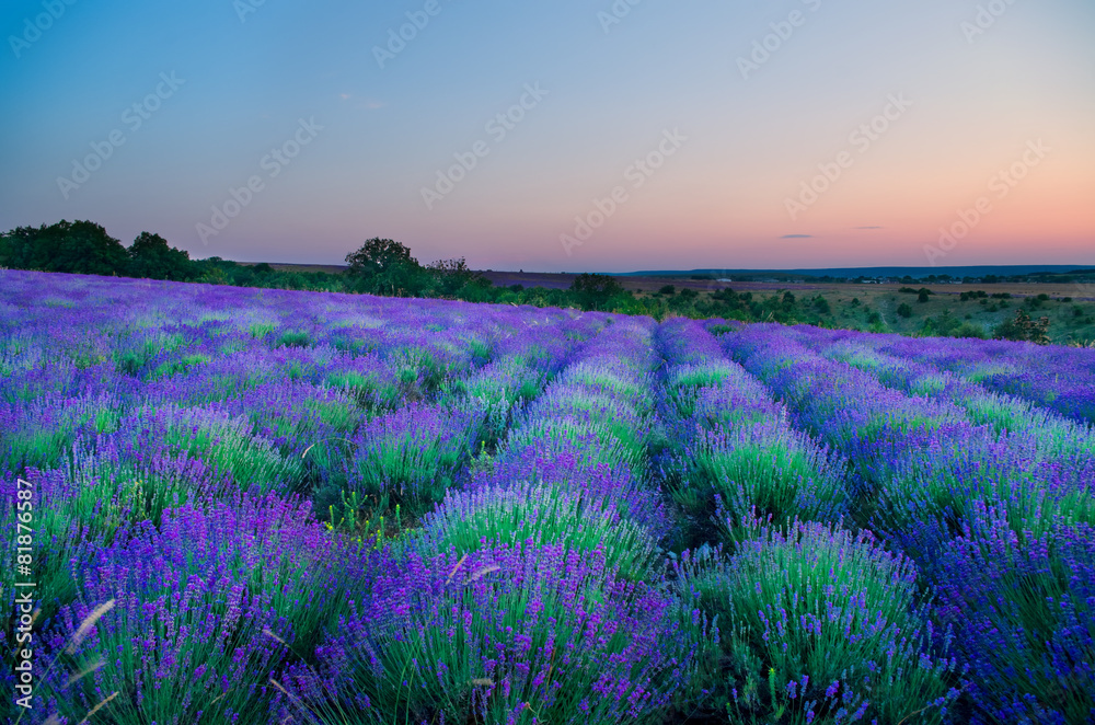 Meadow of lavender at sunrise - obrazy, fototapety, plakaty 