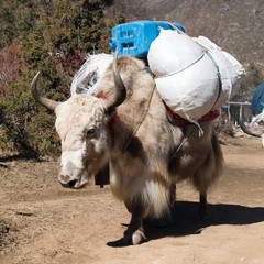 Poster - White Yak on the way to Everest base camp