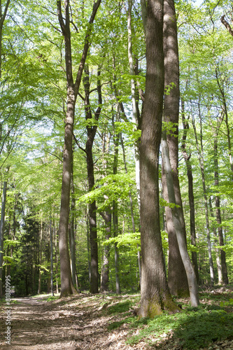 Fototapeta na wymiar forêt chemin