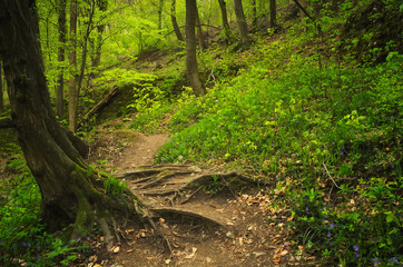 Canvas Print - Roots and footpath on the forest