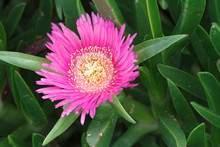 Pink Flower Ice Plant Close-up. Horizontal