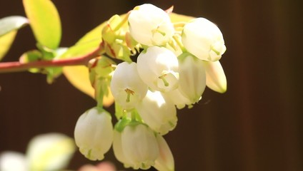 Sticker -  Blueberry flower in Japan