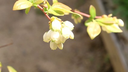 Sticker -  Blueberry flower in Japan