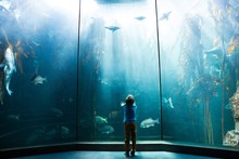 Young Man Looking At Penguins In A Tank