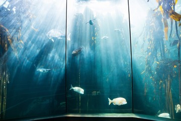 Sea life in a beautiful illuminating tank