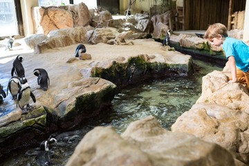 Poster - Young man climbing stones for look at penguins