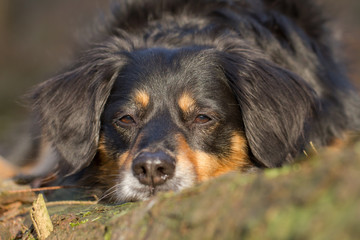 Poster - Ein Portrait von einem Hund der in die Kamera guckt