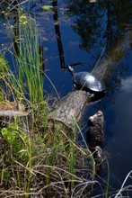 A Black Turtle On A Log In The Swamp