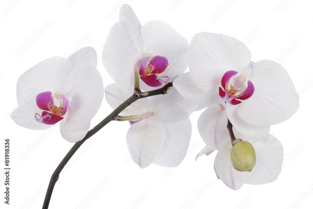 Orchid flower on a white background - obrazy, fototapety, plakaty 