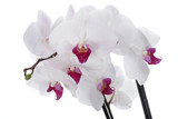 Fototapeta Storczyk - Orchid flower on a white background