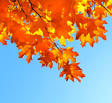 Autumn Maple Leaves And  Blue Sky